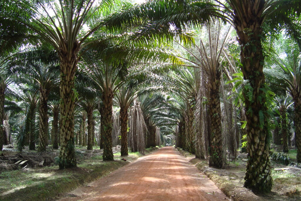 kebun sawit yang juga sebagai menjadi hasil tani